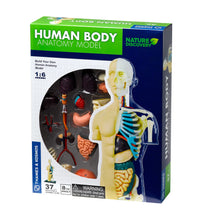 Load image into Gallery viewer, Human Anatomy